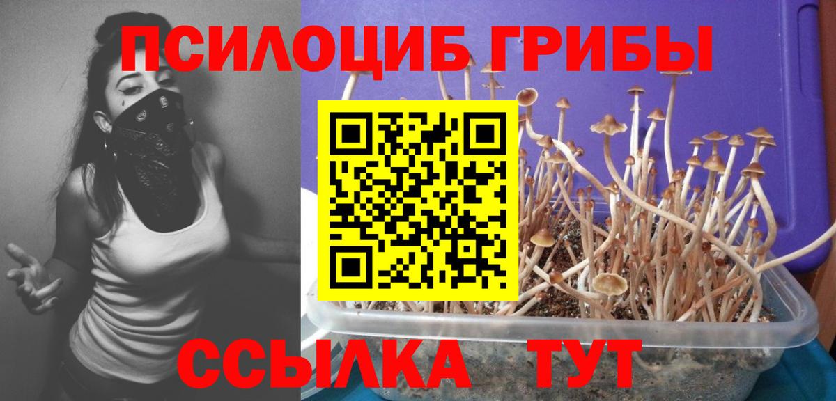 Королёв  Псилоцибиновые грибы Cubensis  Вход с VPN  Галлюциногенные грибы Psilocybe 